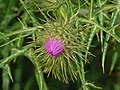 Bud of Galactites tomentosus