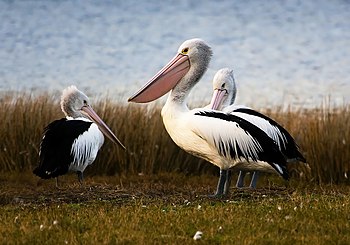 Australian Pelicans