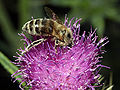 Pollen-covered bee on a thistle