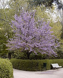 Cercis chinensis HRM.jpg