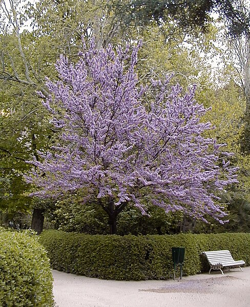 Файл:Cercis chinensis HRM.jpg