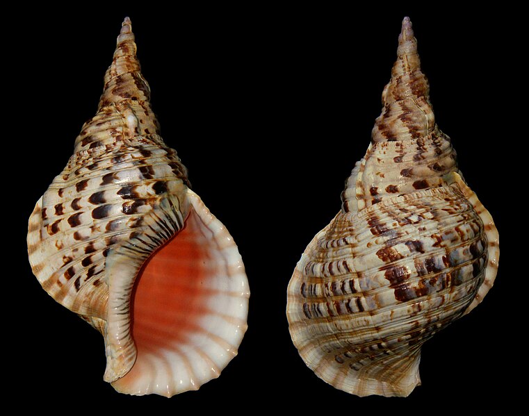 Файл:Charonia tritonis b1.jpg