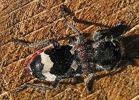 Clerus mutillarius