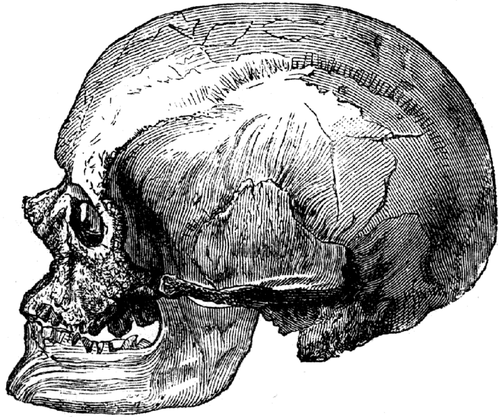 File:Cro-Magnon-male-skull.png