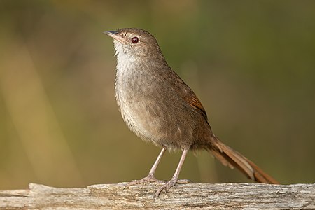 Eastern bristlebird