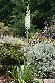 Eremurus-himalaicus-habit.JPG