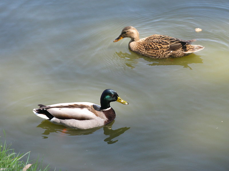 Файл:Mallards male and female.jpg