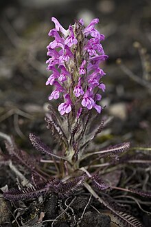 Pedicularis lanata (7833501956).jpg