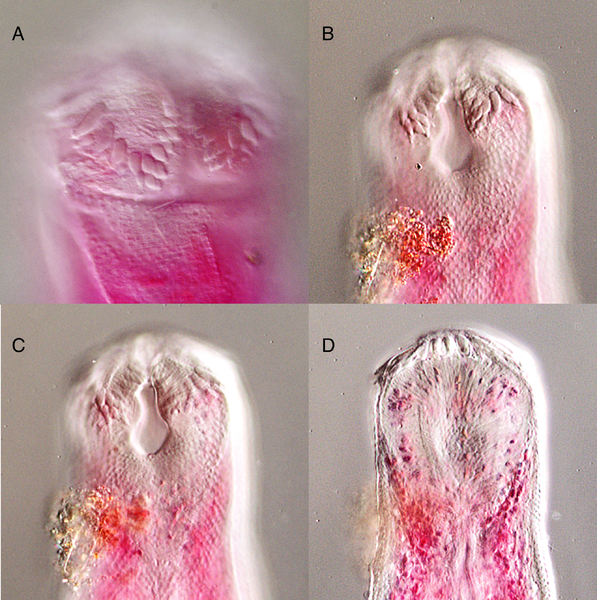 File:Peerj-292-fig-7 Zoogonidae.png