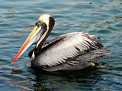 Pelícano peruano (Pelecanus thagus)