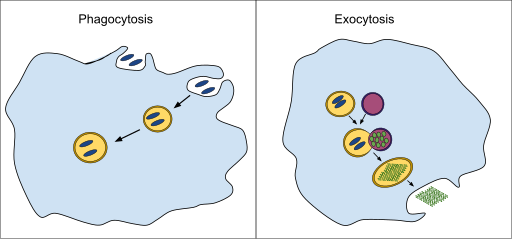 File:Phagocytosis and Exocytosis.svg