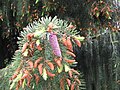 Mature male cones & developing female cone