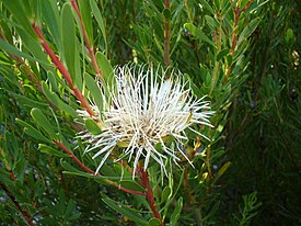 Цветущая P. Protea lanceolata