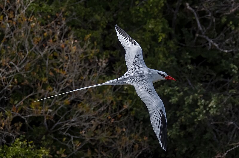 File:Red-billed tropicbird.jpg