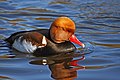 A male Red-crested Pochard