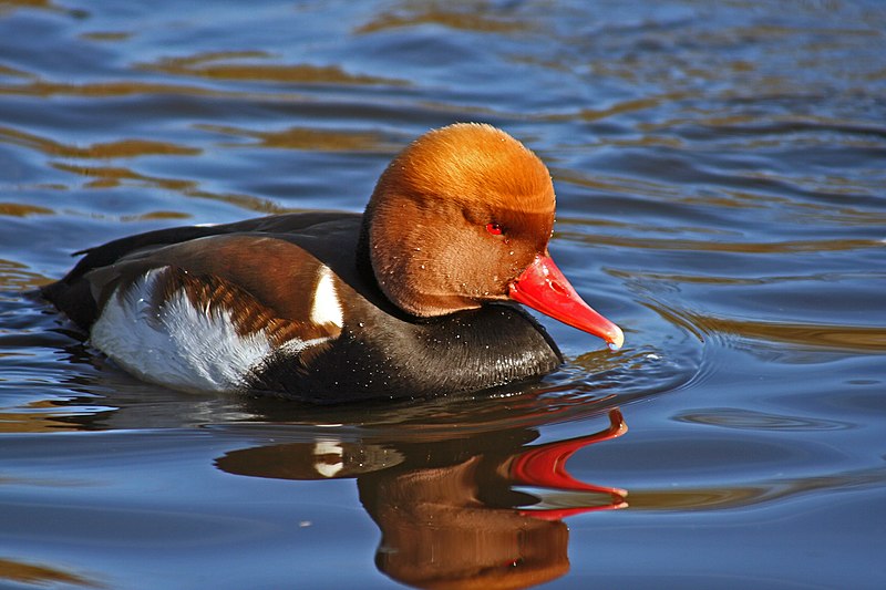 File:Red-crested-pochard.JPG