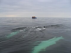 North of Anticosti Island[35]