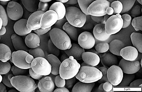 Baker's yeast/Brewer's yeast, Saccharomyces cerevisiae (Mogana Das Murtey and Patchamuthu Ramasamy)