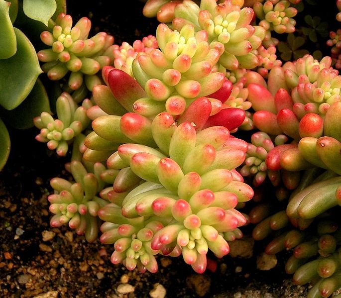 Файл:Sedum rubrotinctum 06 ies.jpg