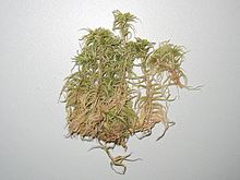 Sphagnum subnitens.jpeg