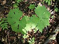 Борец, очень похож на борец северный (Aconitum septentrionale) Мордовия, редкий смешанный лес, середина мая.