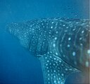 The whale shark, the world's largest shark and fish, has a reputation as a "gentle giant" as a filter feeder. Despite having no prey larger than small fish, it has no natural predators and is an apex predator.