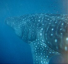 Underwater photo of left side whale shark from behind showing many spots, faint stripes, and an extended triangular pectoral fin