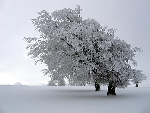 Wind beeches on the Schauinsland in the Black Forest