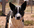 Mixed-breed dog (part Border Collie; different version of previous picture)