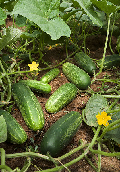 File:ARS cucumber.jpg