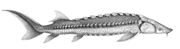 White sturgeon