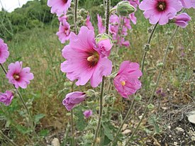 Штокроза щетинистая (Alcea setosa)