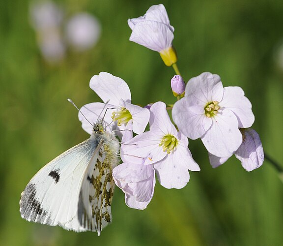 Самка зорьки (Anthocharis cardamines) на цветке