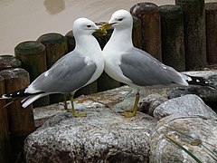 Сизые чайки (подвид Larus canus canus)