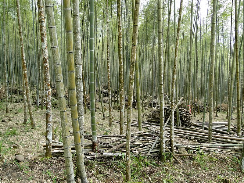 File:Bamboo forest, Taiwan.jpg