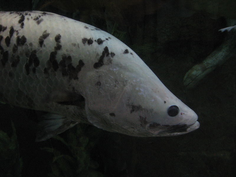 File:Barramundi perch 01.jpg