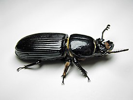 Odontotaenius disjunctus