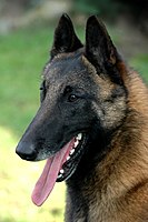 A Malinois with a black mask