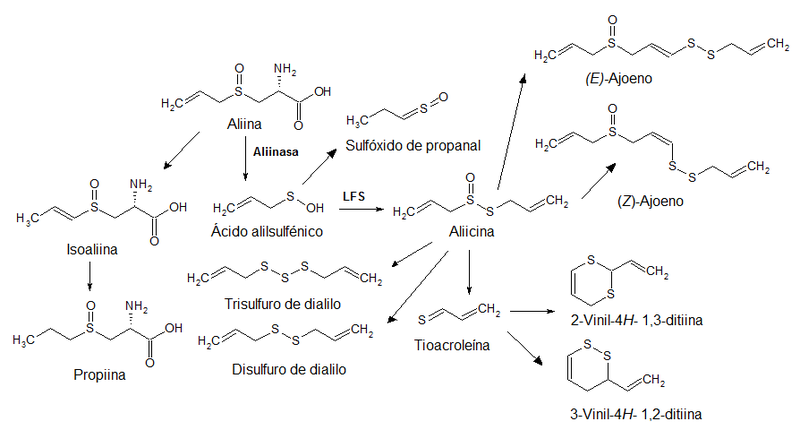 Archivo:Biosíntesis de los aliilmercaptanos.png