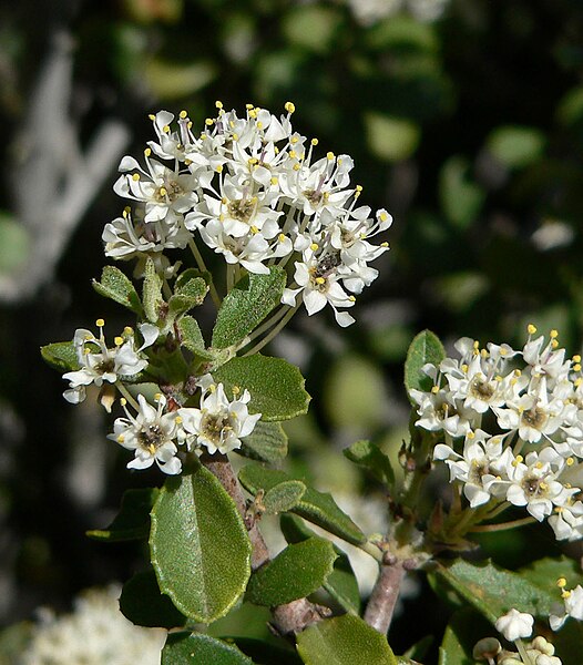 Archivo:Ceanothus greggii 4.jpg