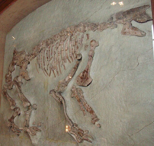 Файл:Chalicotherium paris.jpg