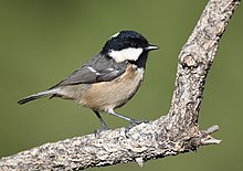 Chapim-carvoeiro, Coal Tit (50500214628).jpg