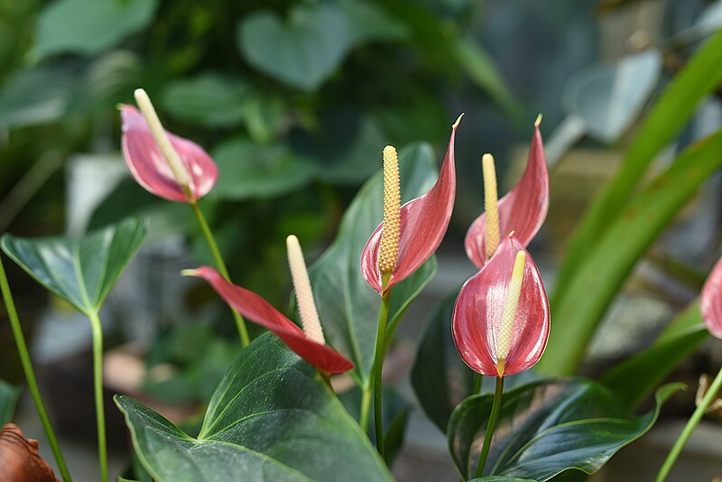 File:Flamingo Flower Orchid.JPG