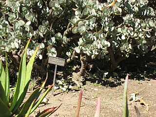 Growing in the Huntington Gardens (Los Angeles)