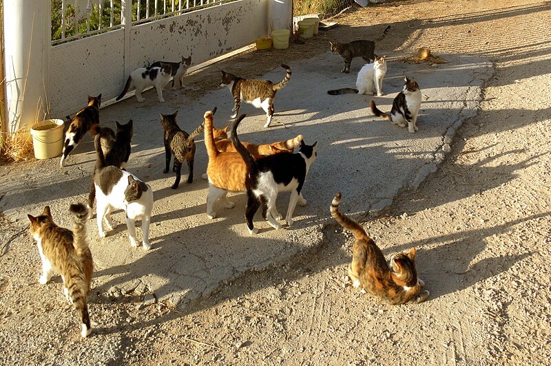 File:Greek cats.JPG