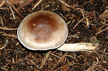 Hebeloma mesophaeum - Lindsey.jpg