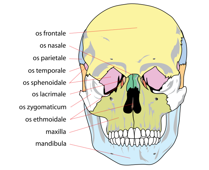 File:Human skull front bones.svg