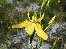 Moraea ramosissima..jpg