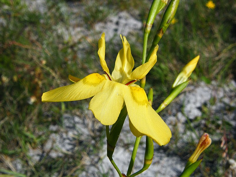 File:Moraea ramosissima..jpg