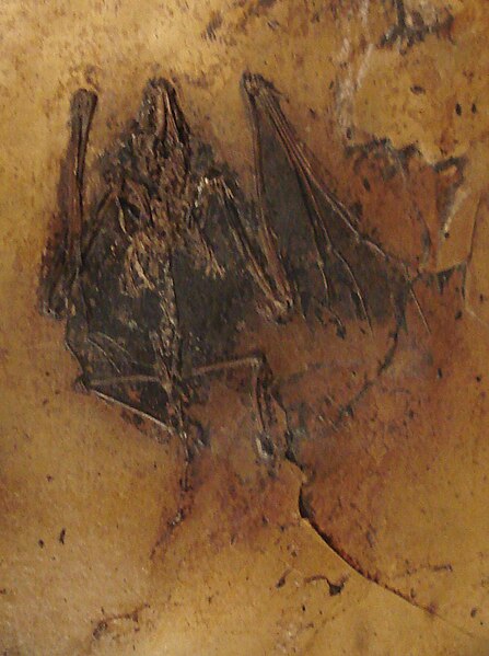 File:Palaeochiropteryx tupaiodon.JPG